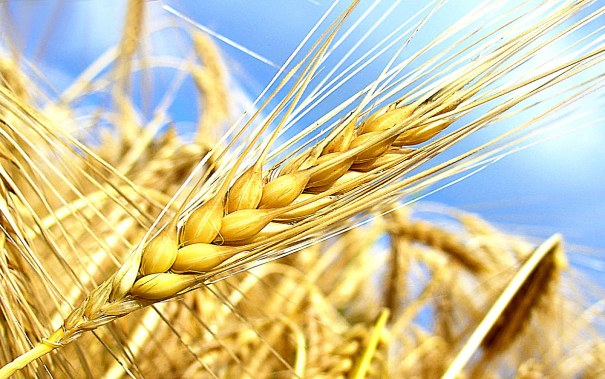 怎樣判斷一個(gè)小麥品種是否高產(chǎn)?